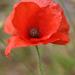 Coquelicot