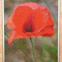 Coquelicot